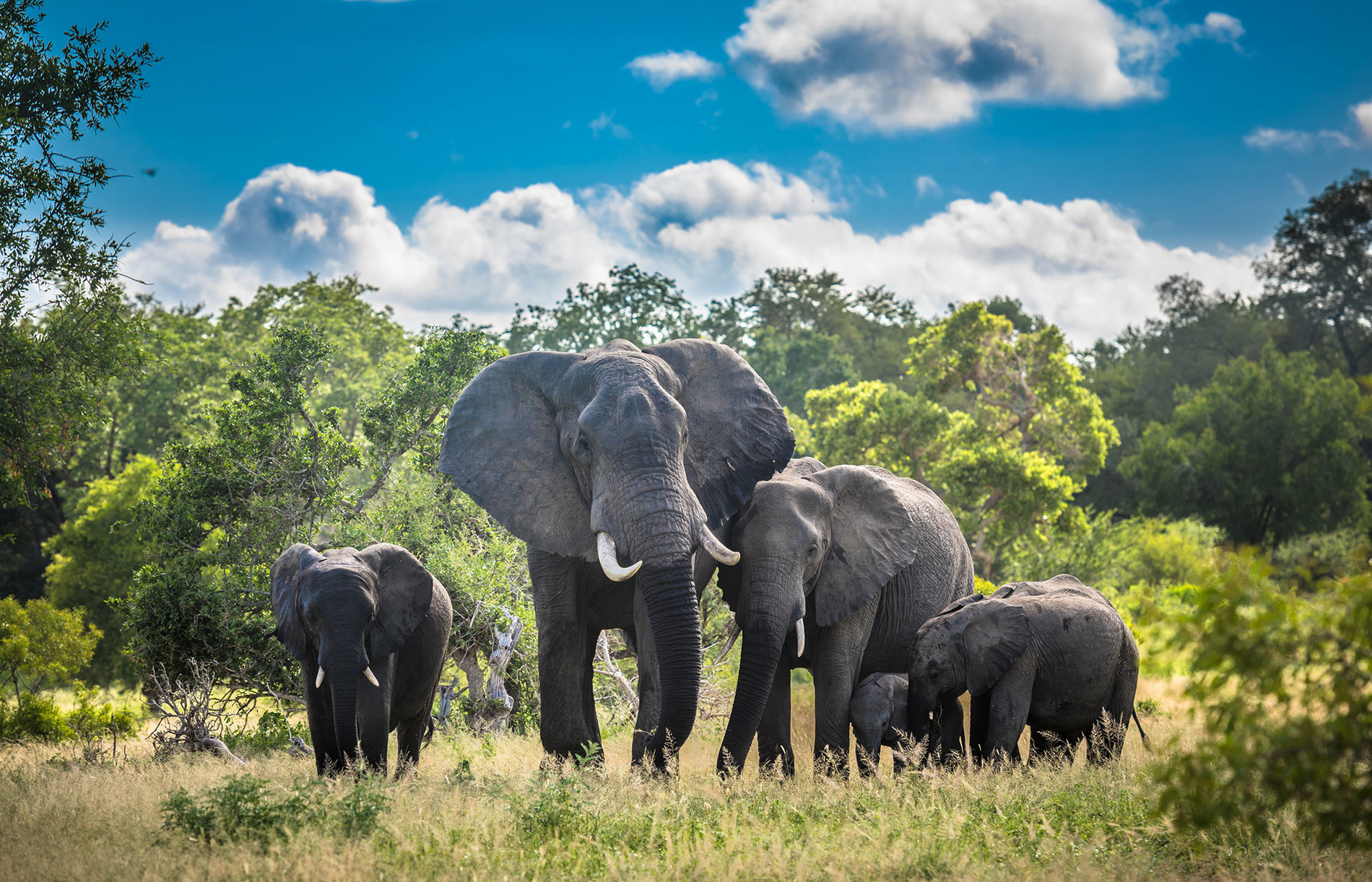 elephants-family-in-kruger-national-park-south-africa-AdobeStock_320641460
